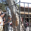 山東孔廟內乾隆種植的龍樹