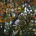 南山韓屋村內的果樹