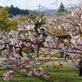 伊豆櫻之里部份的櫻花正常盛開