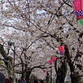 小田原城的櫻花正滿開