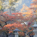 寺院內樹葉色彩繽紛