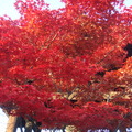 一樹楓紅令人驚豔