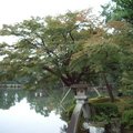 燈座水池楓樹是日本庭園之必備，可惜清新的空氣、古典的韻味我拍不下來。