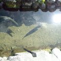 合掌村內的水溝中可養鯉魚，日本人的環保可見一般。