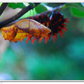 珠光鳳蝶的幼蟲和蛹