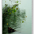 西湖20120128 - 2