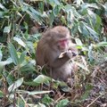 猴兒也在享用午餐