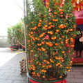 東南亞華人慶祝農曆年的橘子盆景