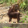 沙巴的保育紅毛猩猩