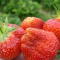 新鮮晶亮的草莓 美味多汁 果肉多多 特寫都不需要打光