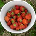 德國慕尼黑近郊的現摘草莓，隨你愛摘多少都可以。