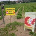 草莓園在這裡，德國蟲害少，不灑農藥，現摘現吃，很過癮。