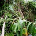 颱風後，倒了的香蕉樹