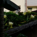 2009.07.埔里鎮屋頂上的曇花