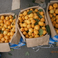 河南當季水果-杏