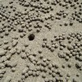 蟹...吐出的砂球（覓食砂中的物質）