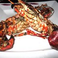 ropical lobster