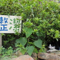 2010.08.13 猴硐貓村 - 2