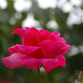 Spring Rose