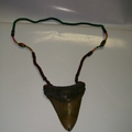 鯊魚牙齒化石C