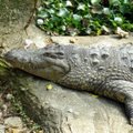 睡午覺的鱷魚