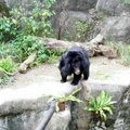 有點呆滯的台灣黑熊