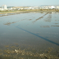 2011,02,08 15:35 FX50 這塊田水量夠了，可以翻土囉。