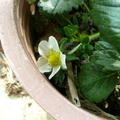 2011.02.25 15:24 FX50 草莓開花囉。