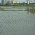 2011,03,03 11:53 FX50 海線風很大，稻田都灌溉囉。