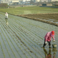 2011,03,12 15:56 FX50 這次插秧後受到低溫強風影響，已經人工補插秧第十二天了，假日都是與爸爸整個白天都在稻田補插秧。