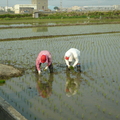 2011,03,12 16:14 FX50 剩下這塊最大塊的稻田，補完全部都檢查補插秧完了，但這塊需兩個工作天。