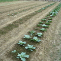 2011,10,12 16:34 FX50 右一排高麗菜，右二排青花菜種第三次，因為被鳥類吃到一直重種。