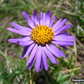 Alpine flora 15