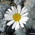 Alpine flora 11