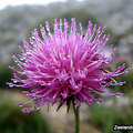 Alpine flora 23