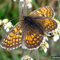 Alpine butterfly 2