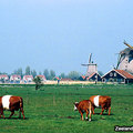 Zaanse Schans