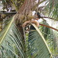 榮只要看椰子熟了
就想摘
他爬到有三樓高的椰子樹上
我在二樓看
奶奶,叔,良,峻都在地面上保護他..
我看了腿軟
不過他還真得很會爬
