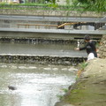 2005新竹護城河3