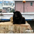 吉林延邊白頭山黑熊養殖場 - 5