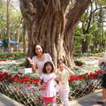 台南公園花季4