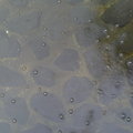 雨中尋美１２水面上的泡泡