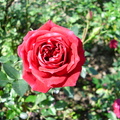 官邸紅玫瑰
