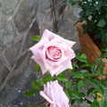 我覺得是官邸最美的一朵玫瑰