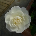 官邸白玫瑰