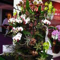 2011-3-6台灣國際蘭展 - 16