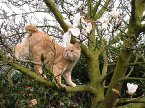 該猫機警非常,善於上樹觀查敵情風向!