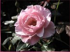 一般玫瑰是指英國改良品種的大型玫瑰和樹玫
薔薇又名月季, 是優良的沾木品種, 一般玫瑰用來接嫁使用.