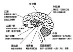 腦的記憶