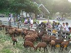 師生手拿牧草在欄杆旁,一大群安哥拉羊都圍繞,吃牧草....